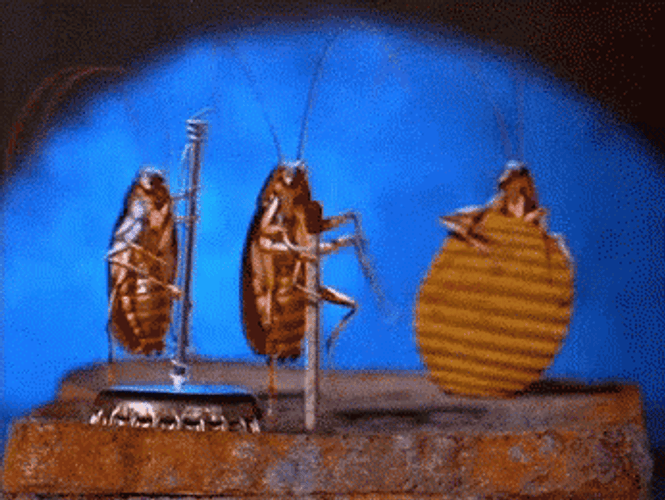 Roach GIFs